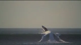 Donzi 43 ZR Hits 40+ Ft Wave In Pacific Ocean, Huge Air!!! Shot by Pete Koff