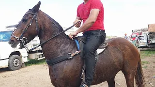 FEIRA DE CAVALOS EM CARUARU-PE  21-05-2024  #nordeste