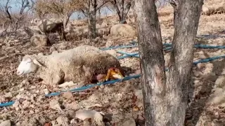 Merinos koyunu doğum anı (ikiz kuzular maşallah  )