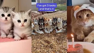Funny Animals 2023 😂 Funniest Cats and Dogs Videos 😺🐶 #164