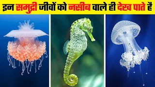 इन समुद्री जीवों को देख आपके होश उड़ जाएंगे | Most Unique Sea Creatures In World