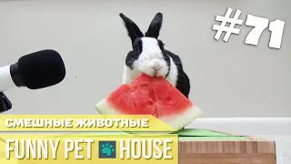 СМЕШНЫЕ ЖИВОТНЫЕ И ПИТОМЦЫ #71 ИЮЛЬ 2019 [Funny Pet House] Смешные животные