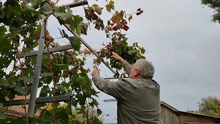 Осенняя обрезка семилетнего куста винограда сорта Блестящий.