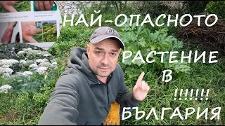 НАЙ-ОПАСНОТО РАСТЕНИЕ В БЪЛГАРИЯ! THE MOST DANGEROUS PLANT IN BULGARIA