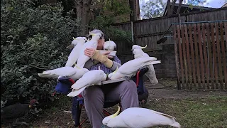 Beautiful birdy hugs from wild cockatoos