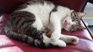 Cute cat forgets her tongue out, while sleeping