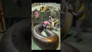 Newly Discovered snake larger than Titanoboa??