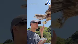 Falcon swoops in to steal man's sandwich in central Japan