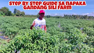 5 Hektars Sili Farming- STEP by STEP Guide From Planting to Fruiting Stage