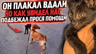 Он бежал ко мне на встречу злым псам🥺 Отважный "Принц"| Забрали Мурку со Ставрополя. Леди впервые...