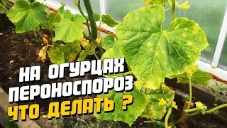 Чем лечить пятна на листьях огурца. Болезнь Пероноспороз.Мой метод борьбы!