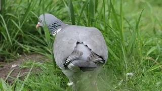 Pigeon snacks on a few seeds.