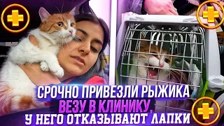 Срочно отправили мне Рыжика, у него отказывают лапки? он плохо ест и что то с суставами.