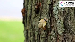 Timelapse captures Cicada emerging from its exoskeleton