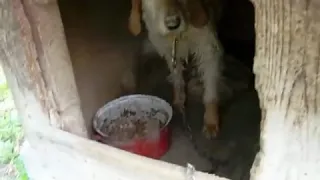 Ma è possibile tenere un cane in questo modo?