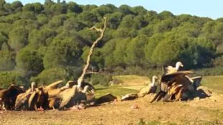 Griffon & black Vultures feeding