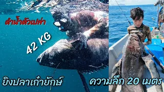 ดำน้ำตัวเปล่ายิงปลาเก๋ายักษ์ ในความลึก 20 เมตร grouper 42 KG/Freediving by STliving