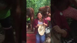 Love with orangutan