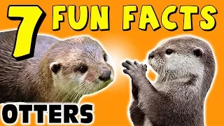 7 FUN FACTS ABOUT OTTERS! OTTER FACTS FOR KIDS! Cute! Cuteness! Learning Colors! Funny! Sock Puppet!