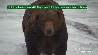 503 Returns And a Very Fat Announcement | Best of Bear Cam