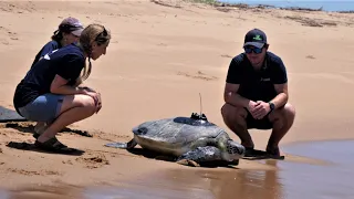 Bob goes home: Releasing Bob, the iconic green turtle of the Two Oceans Aquarium