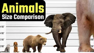 Animals Size Comparison. What is the Biggest Animal? You'd be surprised!