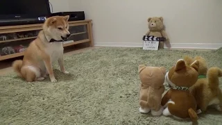 柴犬だいふく VS 動く柴犬おもちゃ〜強い子どっち！？〜 [Shibainu Daifuku plays wiz dog's toy ]