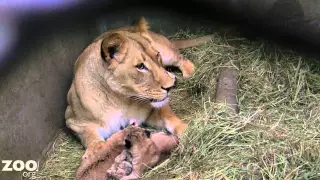 Lion Cub Triplets Grooming and Being Cute