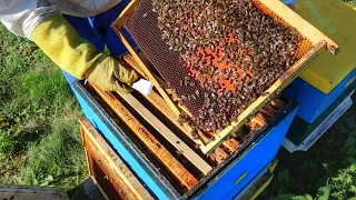 Осінній огляд бджіл. Пізня загодівля. Робота на пасіці осіню. Скільки меду треба для зимівлі?