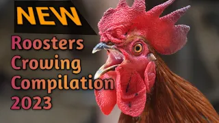 Rooster Crowing Compilation 2023 || Natural Rooster Crowing Sound Effects