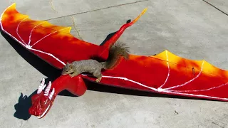 Squirrel Steals Dragon