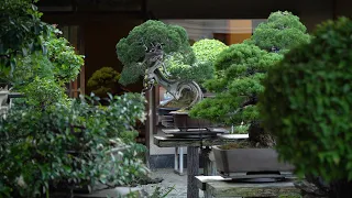 Seikouen Bonsai Garden