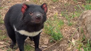 Could cancer drugs help save the Tasmanian devil?