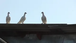 полёт Будапештских высоколётных голубей 18 07 2021г