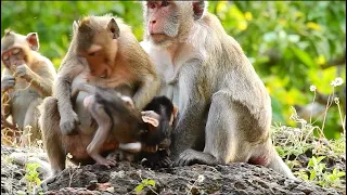 OMG !! Baby monkey very painful & crying so loudly by young female fight and bite