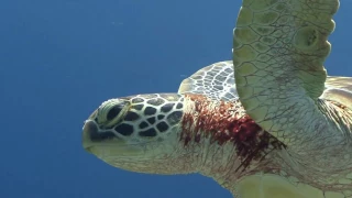 It Matters:  Sea Turtle Hospital at Whitney Laboratory for Marine Bioscience University of Florida