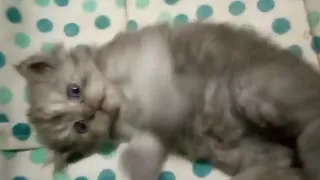 How kittens turned sleepy 🥱😴 Newbies kittens night routine 🐈‍⬛😻