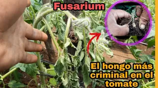 Como controlar fusarium en tomate -la emfermedad más criminal en el cultivo