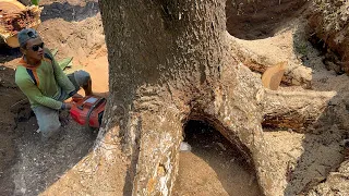 Amazing skills… Dangerous huge tree logging with ‘BEAST’ chainsaw.