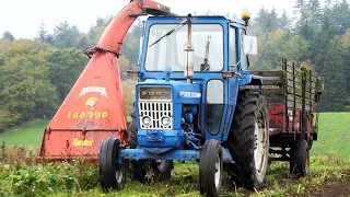 Ford 5000 on duty in the field chopping the tops of Sugarbeets | Danish Agriculture