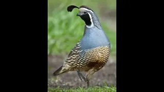 Quail Sound #quail #birds #shorts #videos