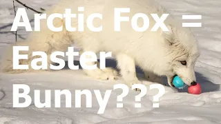 Arctic Fox = Easter Bunny???