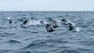 Атака пингвинов