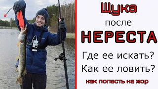 Щука весной после нереста. Где будет жор?