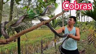 Young man attacks 2 king cobras with a knife | Fishing TV