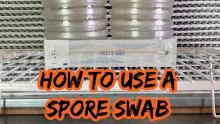 How to use a spore swab & put it to agar