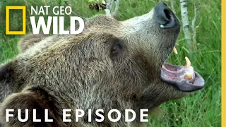 Night of the Grizzly (Full Episode) | America the Wild