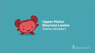 Understanding your bladder: Upper motor neurone lesion (reflex bladder) - animation