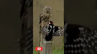 Watch the woodpecker's reaction after an owl attack