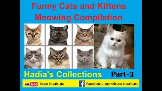 Funny Cats & Kittens Meowing Compilation - Hadia's Collection- Part 3